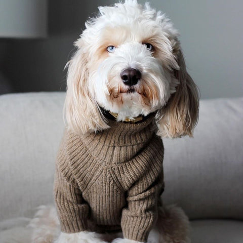 Cute Dog in a Turtleneck Sweater