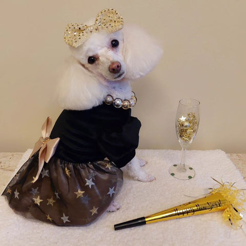 Poodle in a Sparkle Dog Dress