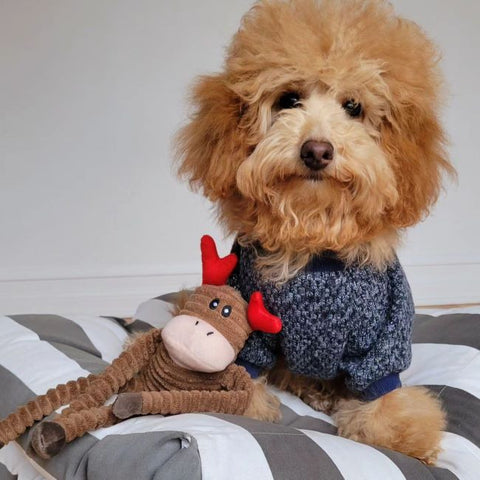 Poodle in a Cute Dog Onesie
