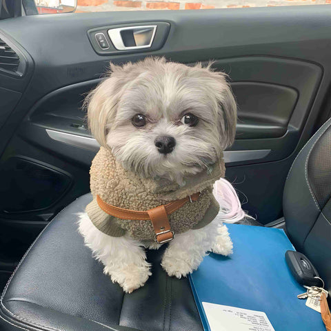 Shih Tzu puppy in a thermal sweatshirt