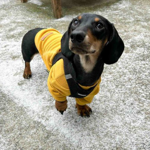 Dachshund in a Thermal Fleece Sweater