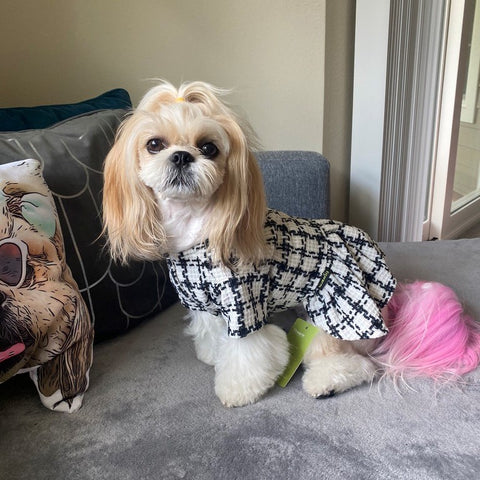 Ropa de cachorro shih tzu a cuadros negros