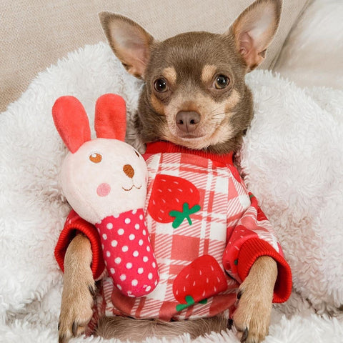 Chihuahua in cute strawberry dog pajamas