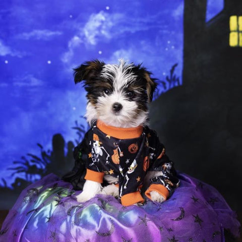 Cute dog in dog Halloween Pajamas
