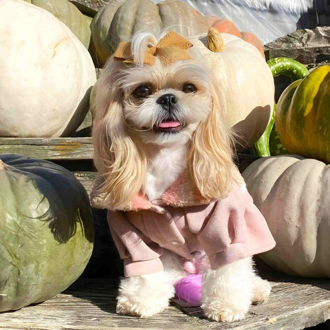 Shih Tzu in a thermal coat