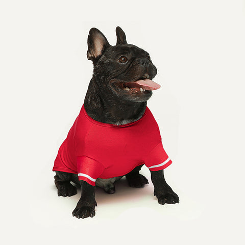 French bulldogs ready to rock on the tennis court