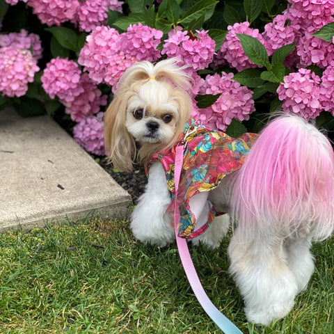 Harness Tulle shih tzu puppy clothes with Leash Set