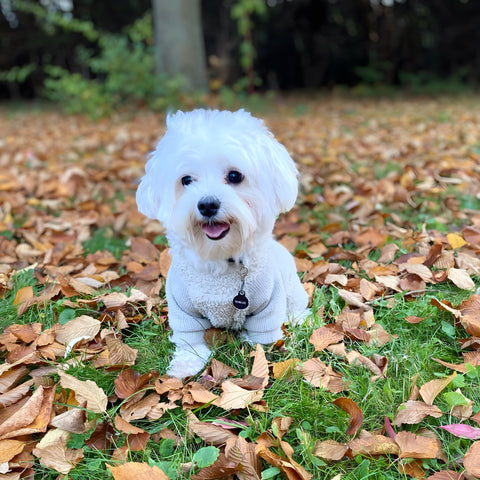 Maltese in thermal sweater