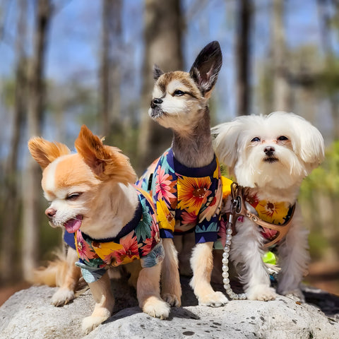 Cute dogs in Hawaiian shirts