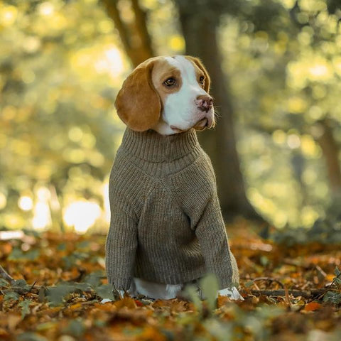 Beagle Dog Clothes - Dog Turtleneck Sweaters - Fitwarm