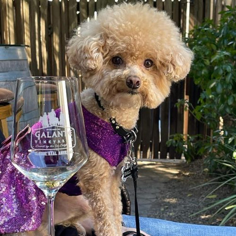 Poodle Dress - Dog Dresses - Fitwarm