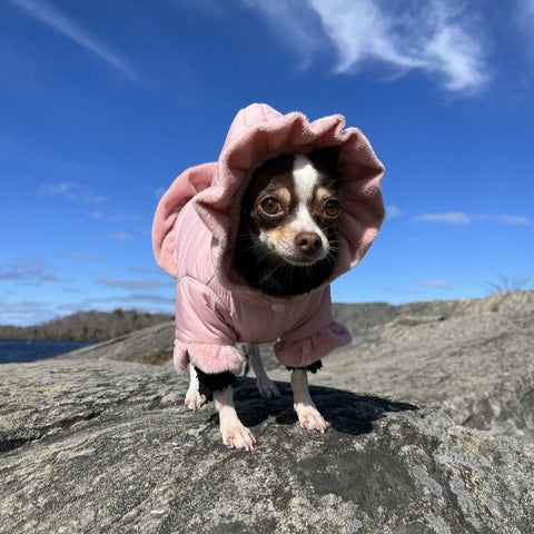 Chihuahua in Pink Coat
