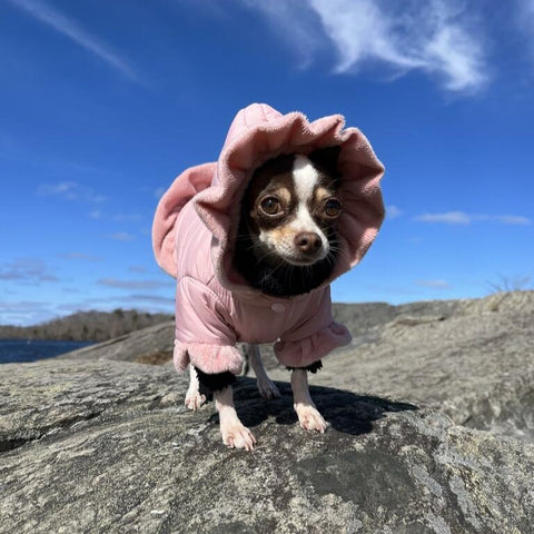 Chihuahua in Pink Coat