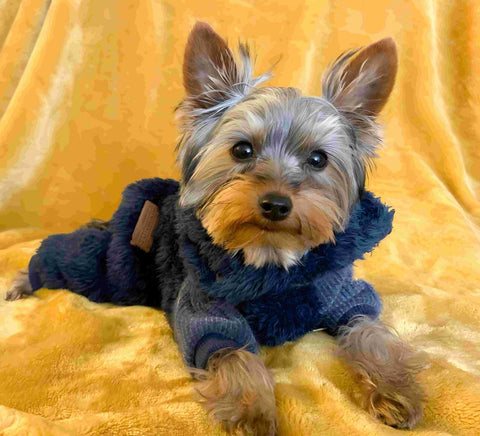 Yorkie in a snug fit dog sweater