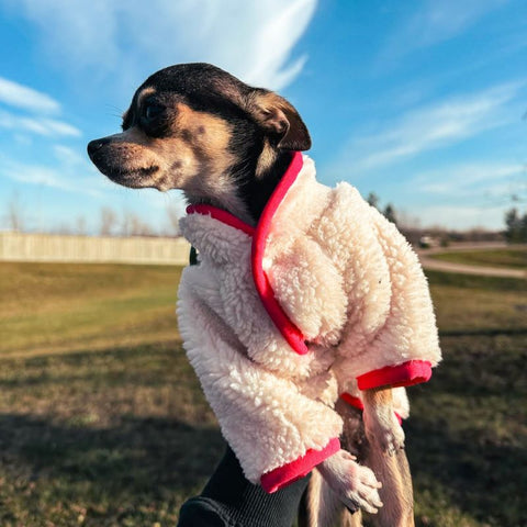 Chihuahua in Thermal Sherpa Dog Sweater