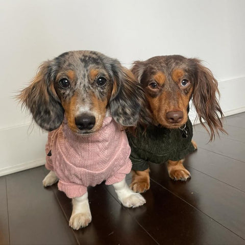 Dachshunds in Cute Dog Pajamas