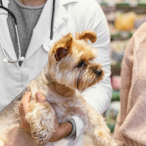 Yorkies with Short Hair - Fitwarm