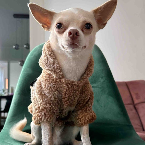 Thermal Fuzzy Dog Hoodie