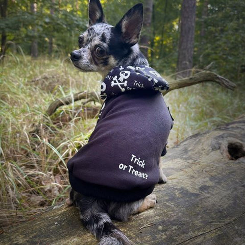Chihuahua in a dog Halloween hoodie