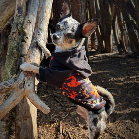 Chihuahua in a dog Halloween pumpkin hoodie