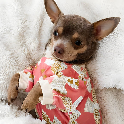 Cute chihuahua in cozy pajamas