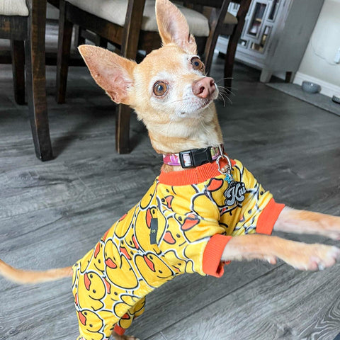 Chihuahua in cute dog pajamas