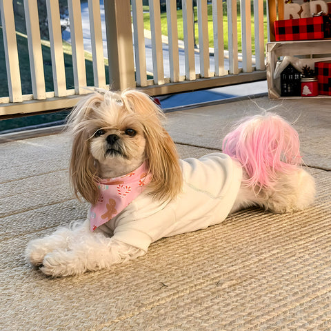 Shih Tzu in a cozy sweater