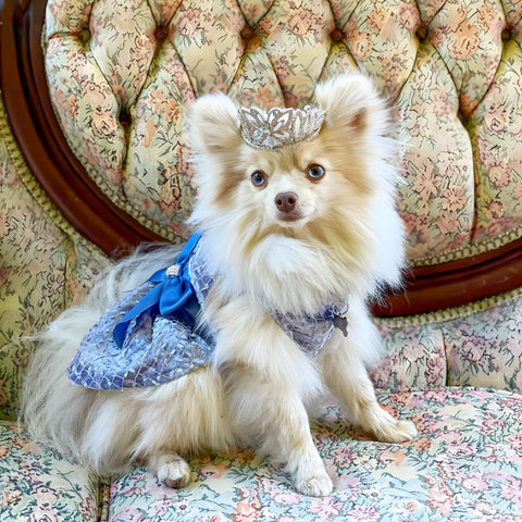 Pomeranian in a prom dress