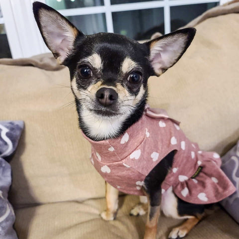 Chihuahua in cute a dog dress