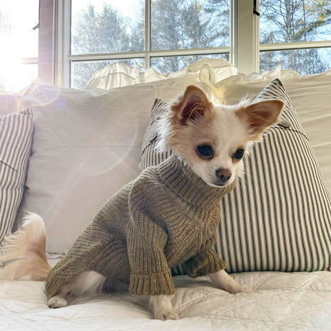 Chihuahua in thermal dog sweater