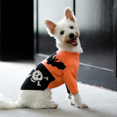 Westie in dog Halloween sweaters