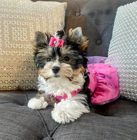 Yorkie in a cute tulle dress