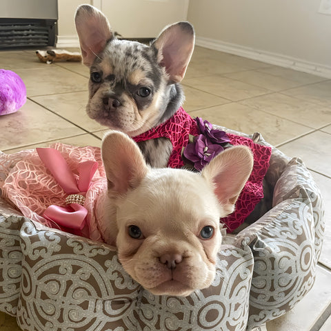 French Bulldogs in stunning dresses