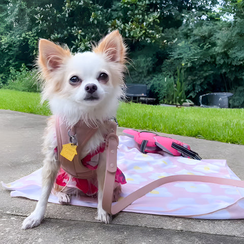 Chihuahua in summery dog bikini