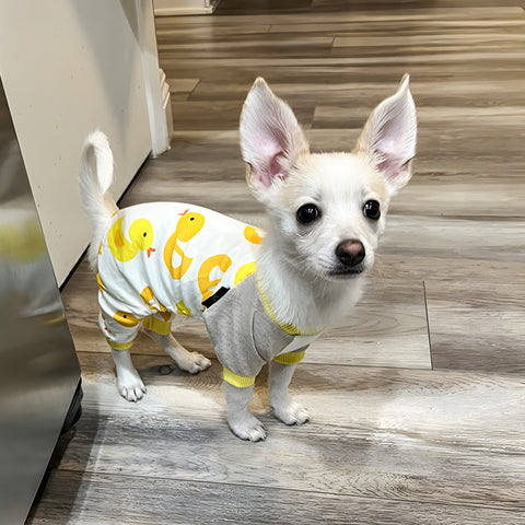 Chihuahua in cute ducky dog pajamas