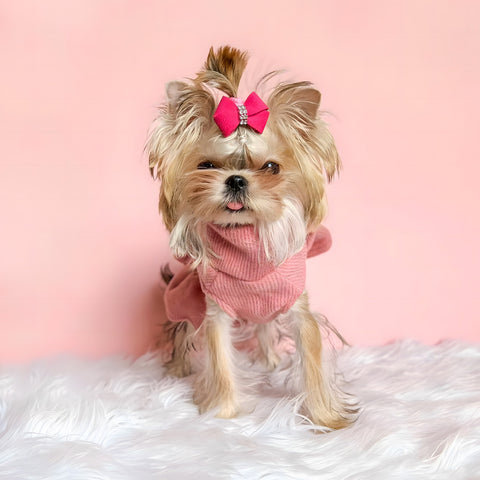 Morkie in a pink dress