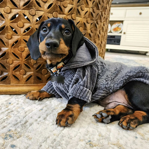 Dachshund in a thermal hoodie