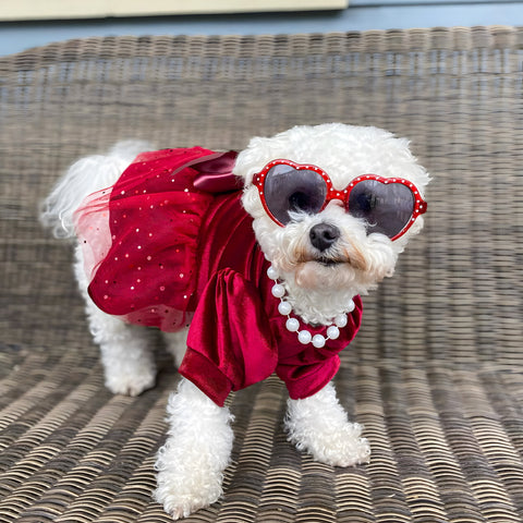Bichon in an elegance dress