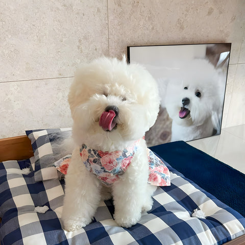 Bichon in a floral dress