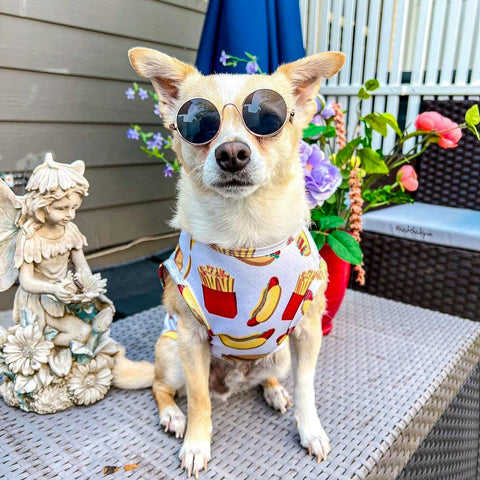 Chihuahua in cute printed shirt