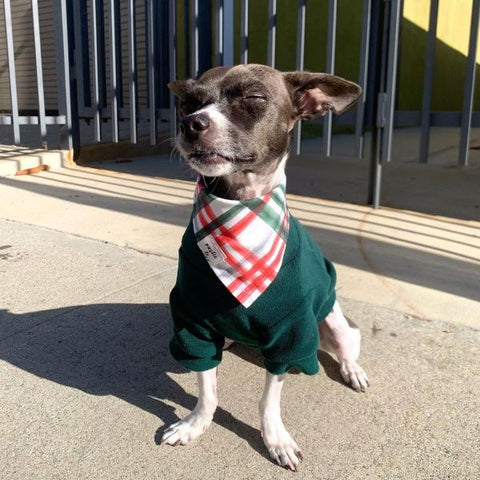 Cute Dog in a Fleece Sweater