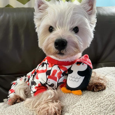 Westie in Cute Penguin Dog Pajamas