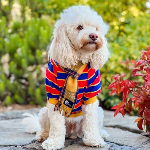Cavoodle in a Dog Shirt with Red and Blue Stripes - Fitwarm Dog Clothes