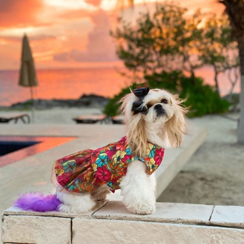 Shih Tzu in a Summer Dog Dress with Flower Prints - Fitwarm Dog Clothes