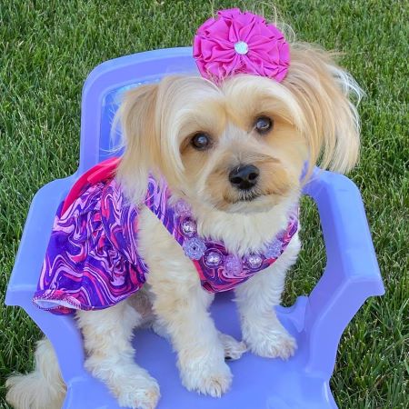 Morkie in a Purple Dog Dress with Bowknot - Fitwarm Dog Clothes