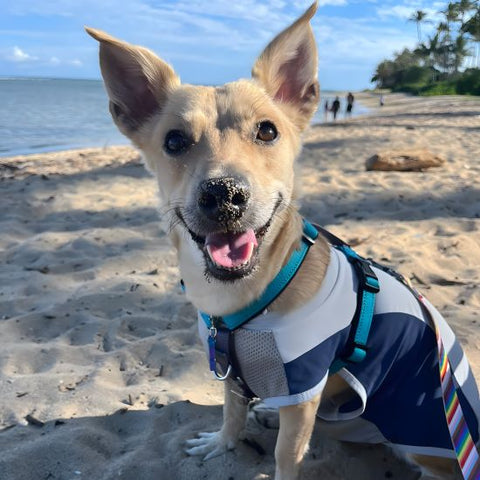 Dog in a Summer Beach Sun Protection Dog Shirt - Fitwarm Dog Clothes