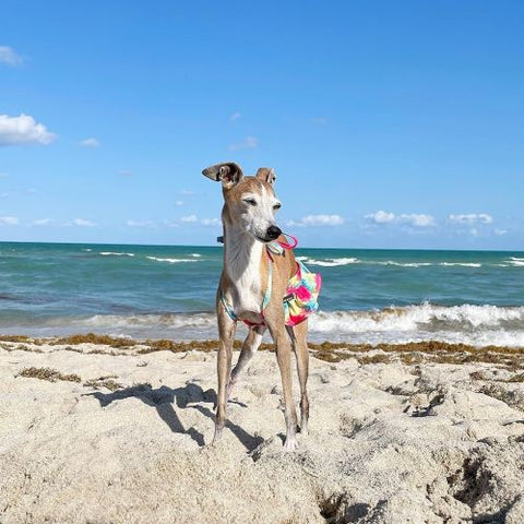 Italian Greyhound in a Colorful Dog Bikini for Beach - Fitwarm Dog Clothes