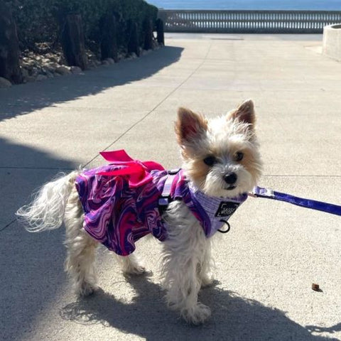 Yorkie in a Purple Dog Dress with Bowknot - Fitwarm Dog Clothes
