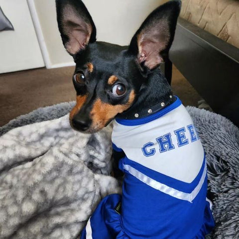 Min Pin in a Blue Cute Dog Dress with Cheer Lettering - Fitwarm Dog Clothes