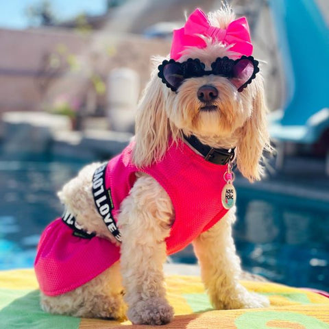 Maltipoo in a Pink Summer Dog Dress - Fitwarm Dog Clothes